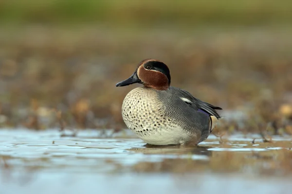 Teal, Anas crecca — Stock Photo, Image