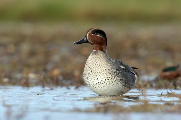 Teal, Anas crecca — Stockfoto