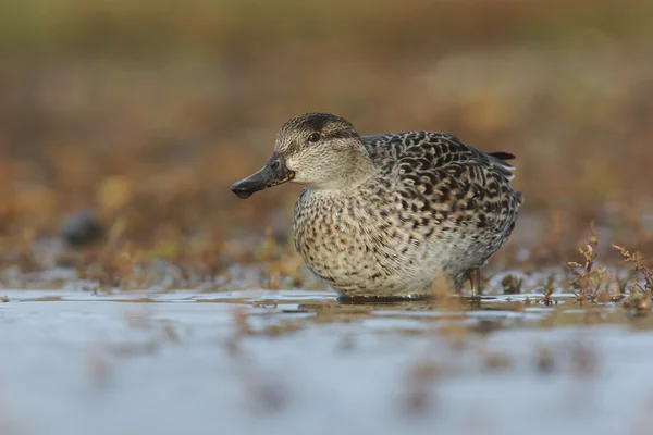 Teal, Anas crecca — Stock Photo, Image