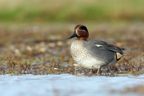 Teal, Anas crecca — Stockfoto