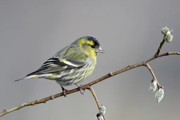 Pintassilgo, carduelis spinus — Fotografia de Stock