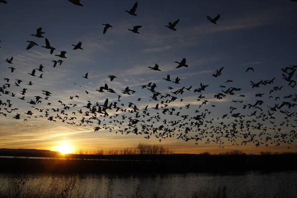 Ganso de neve, Anser caerulescens — Fotografia de Stock