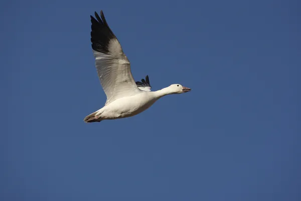 Snögås, anser caerulescens — Stockfoto