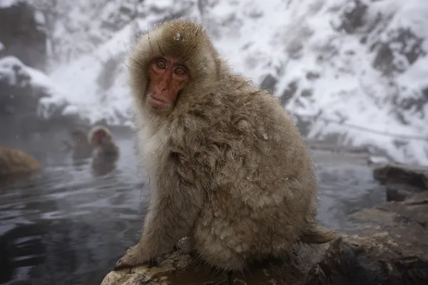 Japonských makaků nebo sníh opice, macaca fuscata — Stock fotografie