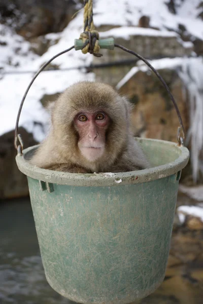 Japońska małpa Makak lub śniegu, macaca fuscata — Zdjęcie stockowe