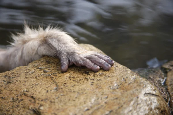 Japon makak veya kar maymun, macaca fuscata — Stok fotoğraf