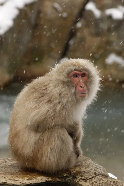 Japonských makaků nebo sníh opice, macaca fuscata — Stock fotografie