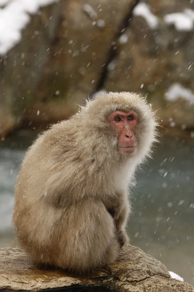 Macaco giapponese o scimmia delle nevi, Macaca fuscata — Foto Stock