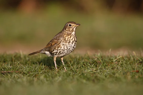 Tordo della canzone, Turdus philomelos — Foto Stock