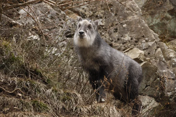 Serow japonés, Capricornis crispus , — Foto de Stock