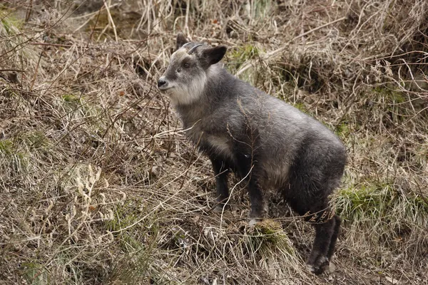 Serow japonês, Capricornis crispus , — Fotografia de Stock