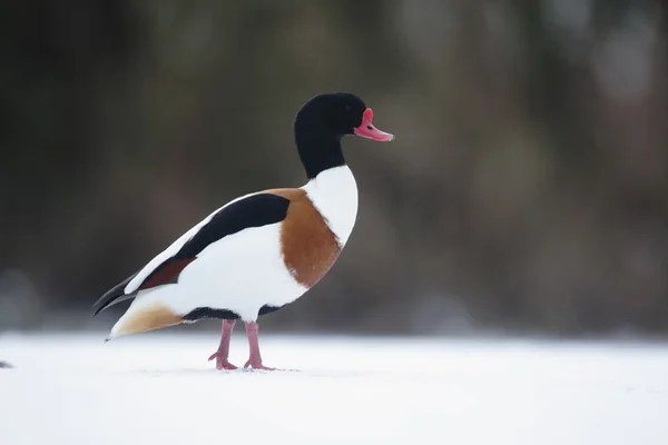 Canard d'Amérique, Tadorna tadorna — Photo