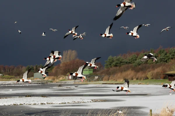 Shelduck, 28 лет, Tadorna — стоковое фото