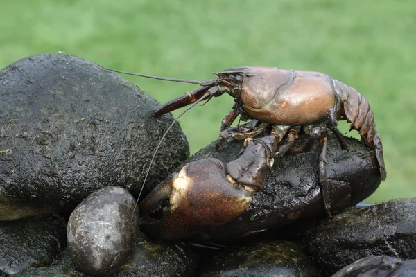 Signaal rivierkreeft, pacifastacus leniusculus — Stockfoto