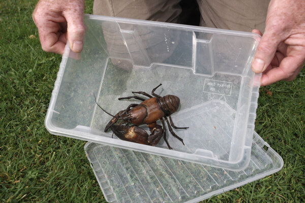 Signal crayfish, Pacifastacus leniusculus