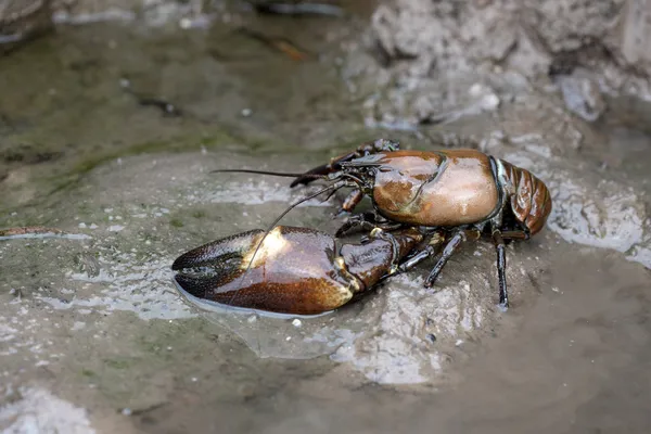 Signaal rivierkreeft, pacifastacus leniusculus — Stockfoto