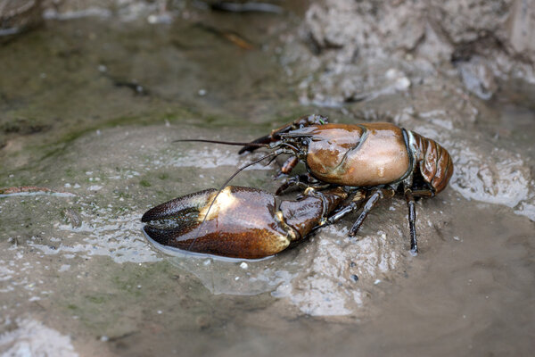 Signal crayfish, Pacifastacus leniusculus