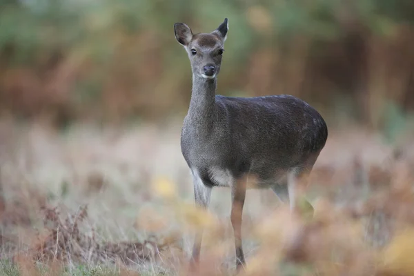 Sika reh, cervus nippon, — Stockfoto