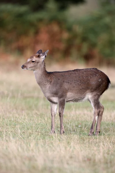 Sika geyiği, cervus nippon, — Stok fotoğraf