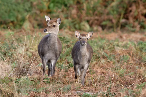 Jelen sika cervus nippon, — Stock fotografie