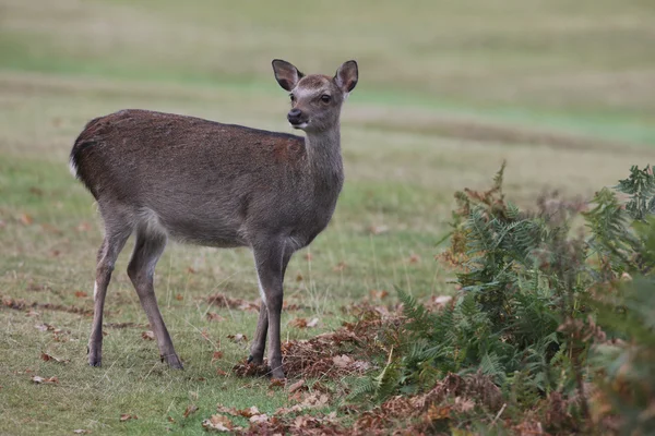 Sika reh, cervus nippon, — Stockfoto