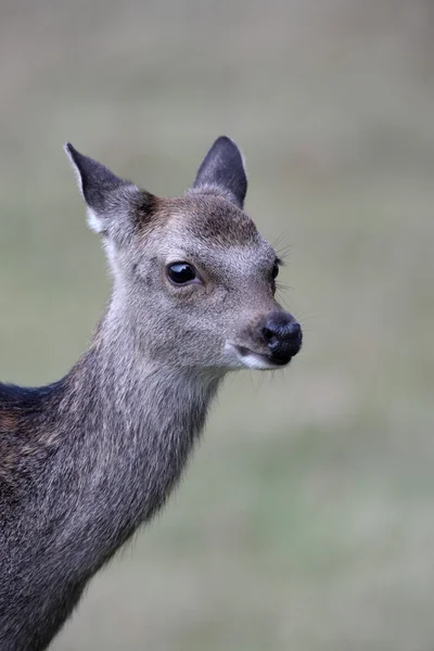 Sika deer, Cervus nippon, — Stock Photo, Image