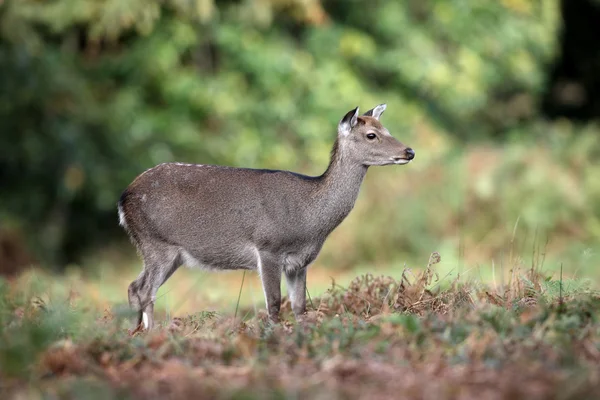 Sika hjort, Cervus nippon , – stockfoto