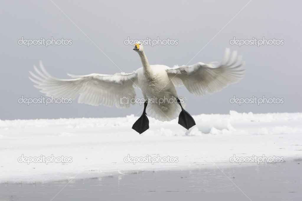 Whooper swan, Cygnus cygnus
