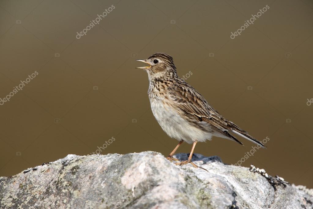 canto allodola scaricare