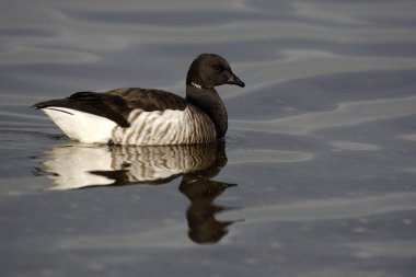 Brent kaz, branta bernicla hrota
