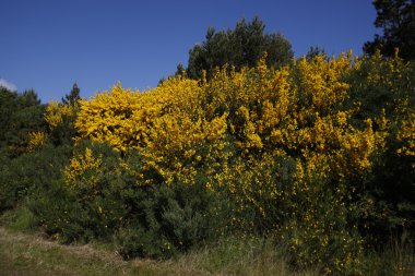 süpürge, sarothamnus scoparius