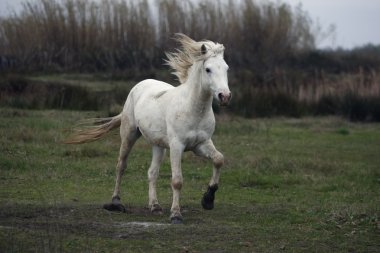 Camargue beyaz at