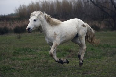 Camargue beyaz at