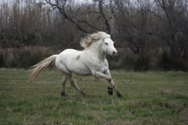Camargue beyaz at