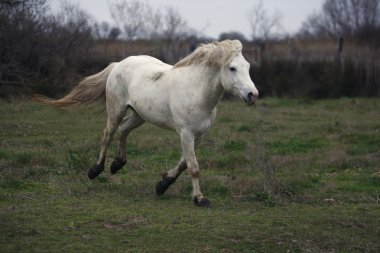 Camargue beyaz at