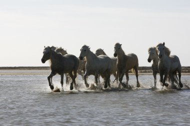 Camargue beyaz at