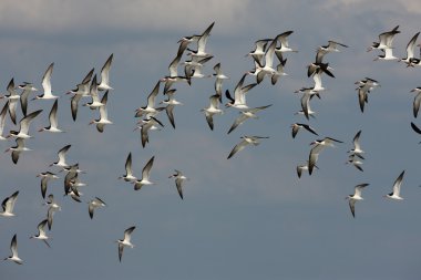 siyah şapka, rynchops Nijer