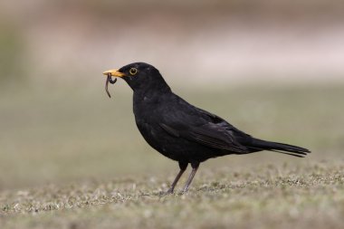 Blackbird Turdus merula