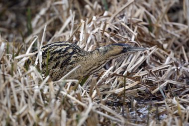 Balaban, botaurus stellaris