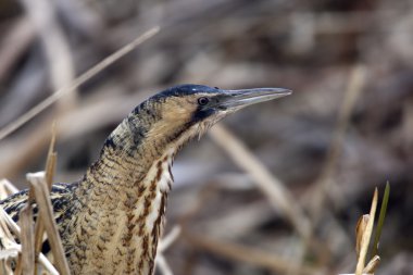 Balaban, botaurus stellaris