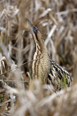 Balaban, botaurus stellaris