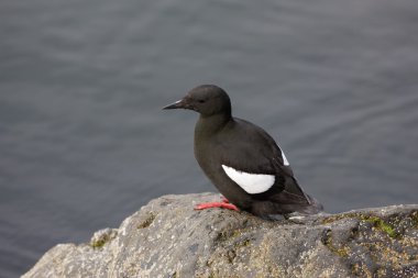 siyah guillemot, cepphus grylle
