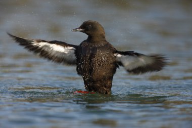 siyah guillemot, cepphus grylle