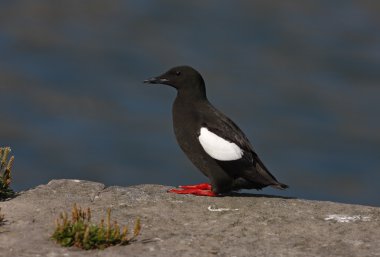 siyah guillemot, cepphus grylle