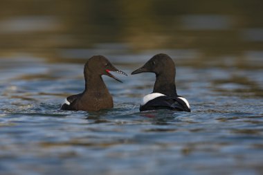 siyah guillemot, cepphus grylle