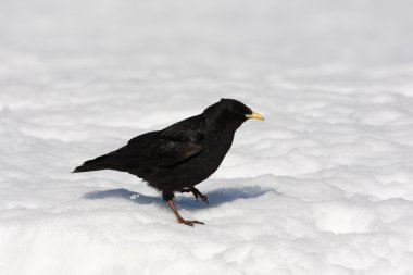 Sarı gagalı dağ kargası pyrrhocorax graculus veya Alp dağ kargası