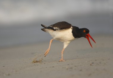 Amerikan oystercatcher haematopus palliatus