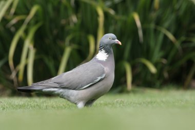 Tahta güvercin, Columba Palumbus