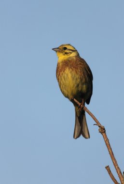 Yellowhammer, Emberiza citrinella