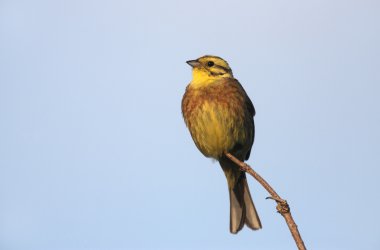 Yellowhammer, Emberiza citrinella